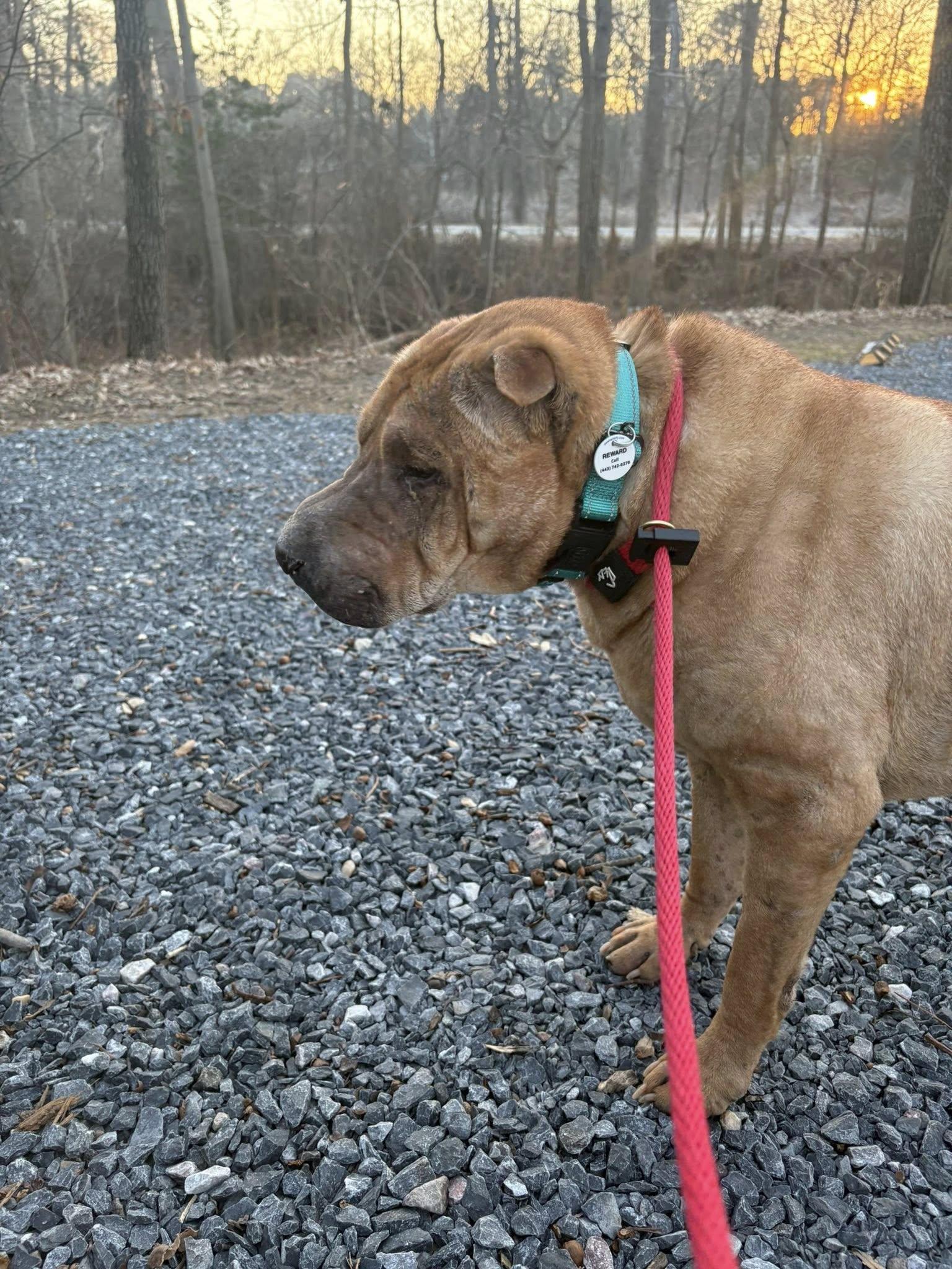 Enlarge Snoozie, an adoptable Shar-Pei in Severn, MD image 3/6