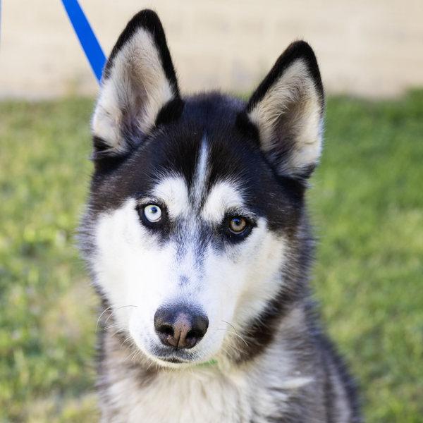 Enlarge Snickerdoodle, a Adoptable mixed breed in Oakland, CA image 1/1