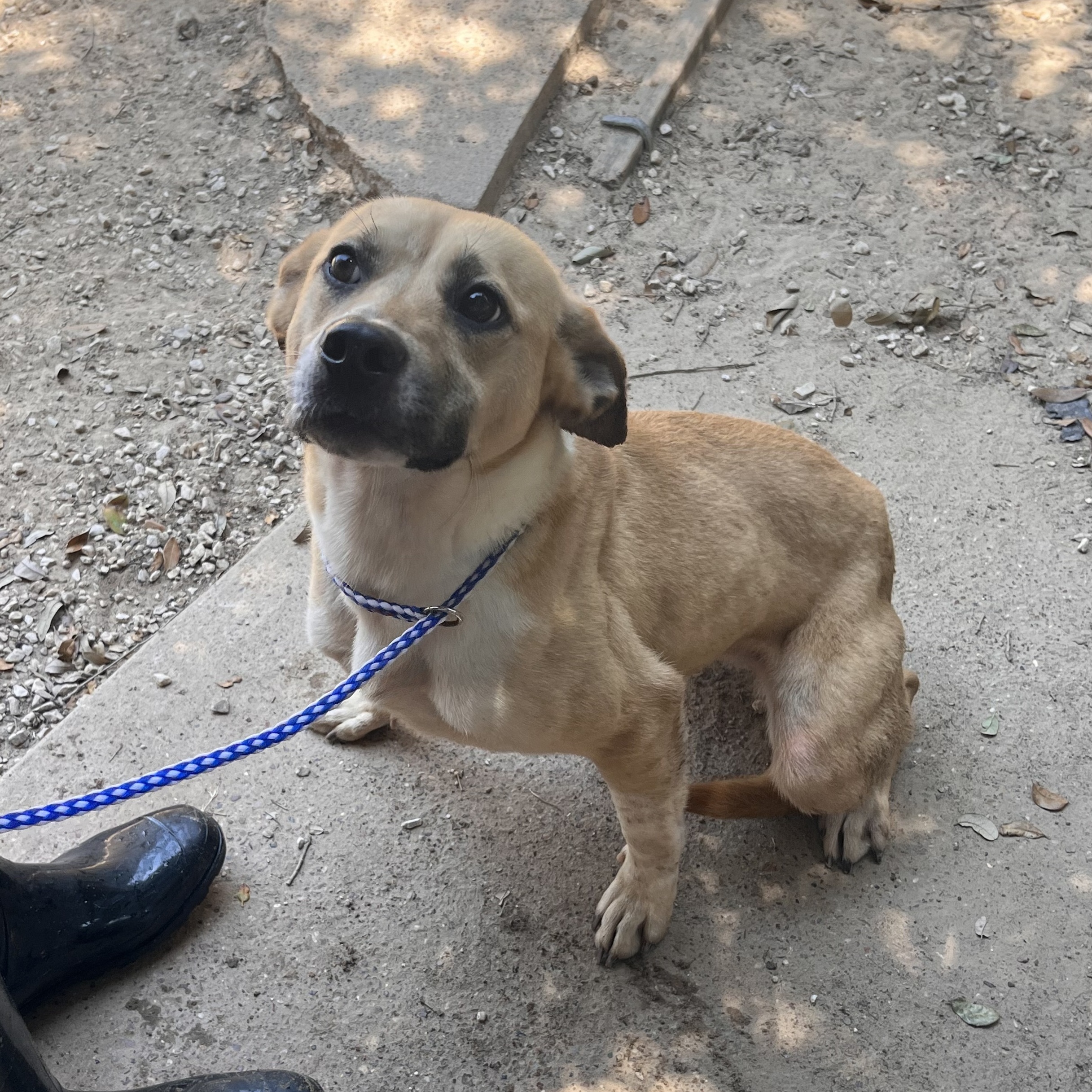 Devin, Adoptable, Young Male Labrador Retriever.