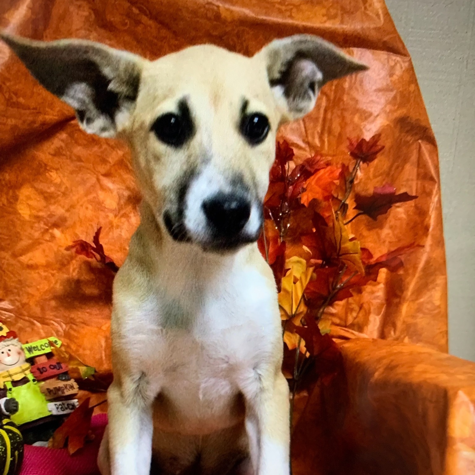 Devin, Adoptable, Young Male Labrador Retriever.