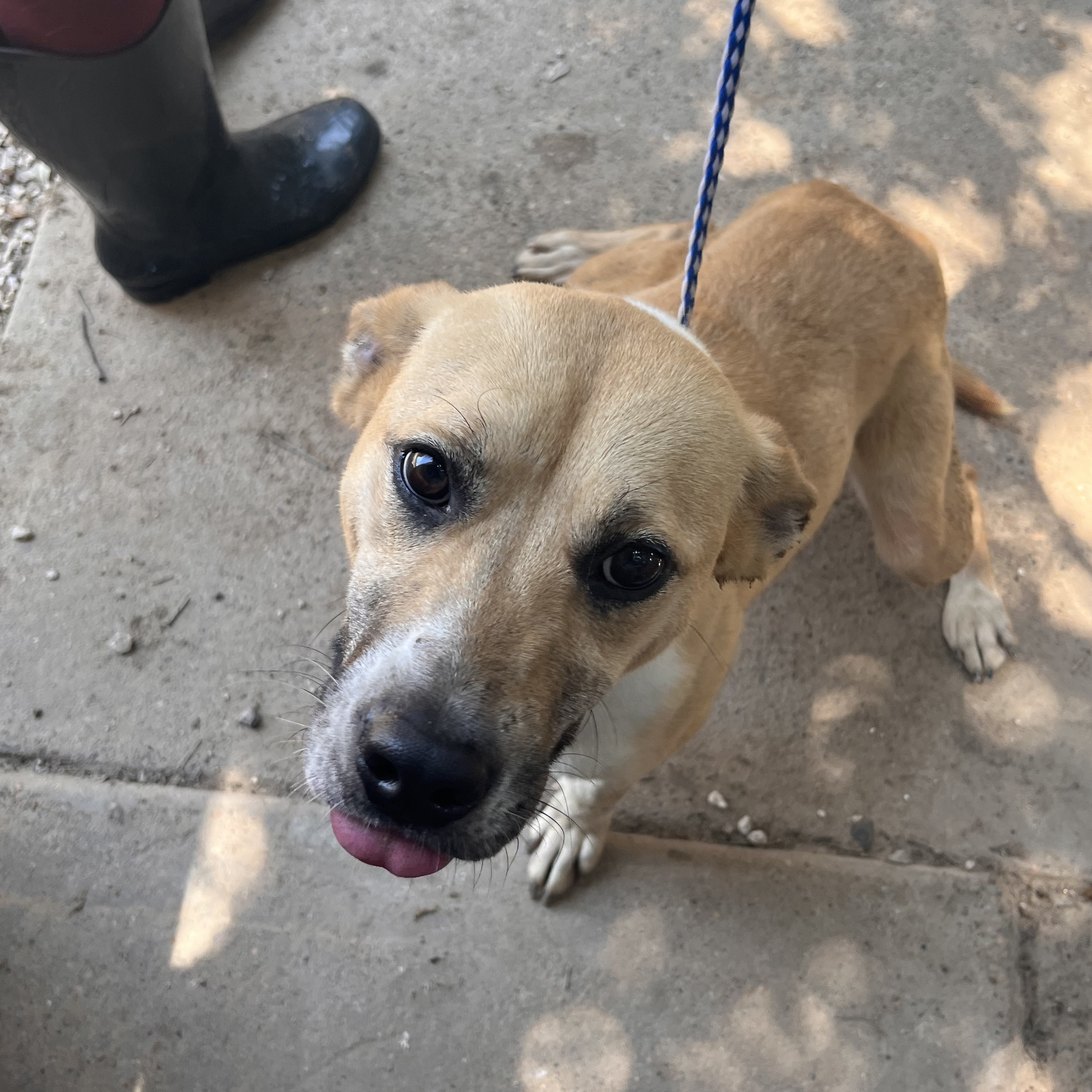 Devin, Adoptable, Young Male Labrador Retriever.