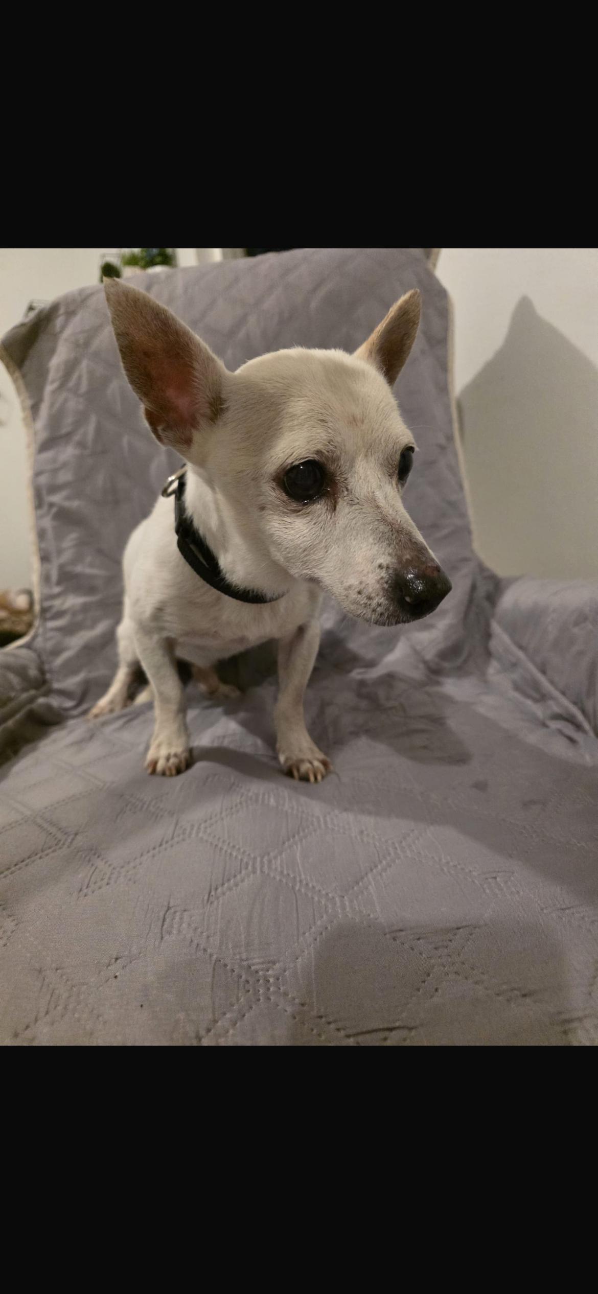 Enlarge Gasper, a ADOPTABLE mixed breed in Virginia Beach, VA image 3/3