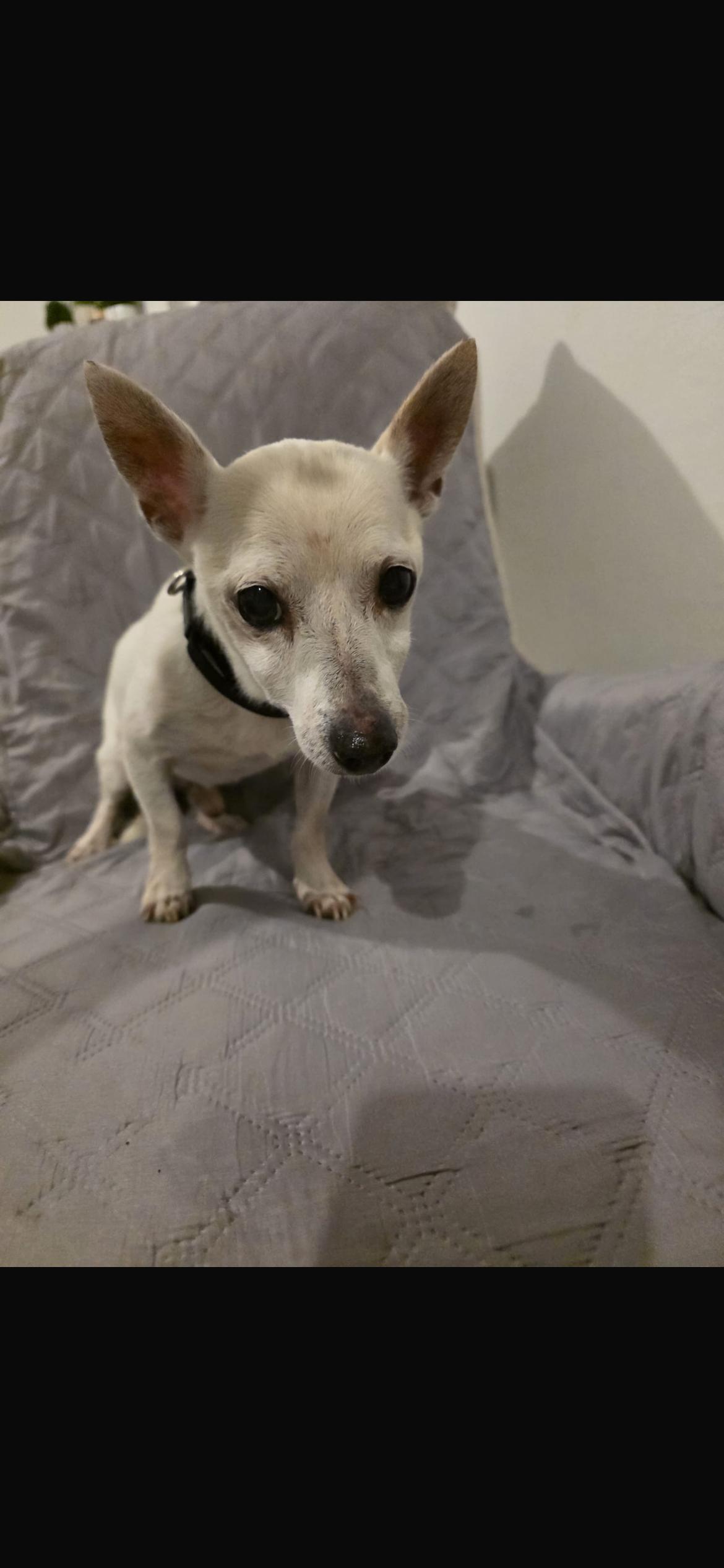 Gasper, ADOPTABLE, Adult Male Chihuahua.