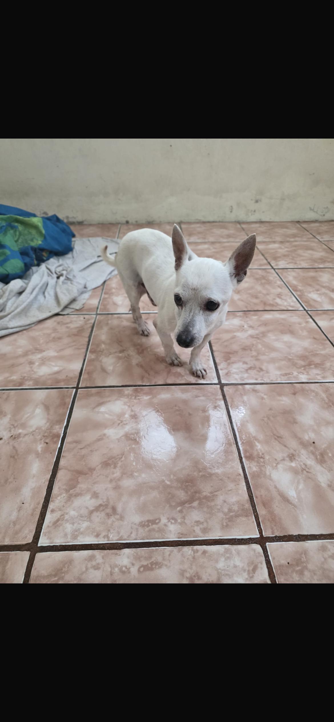 Enlarge Gasper, a ADOPTABLE mixed breed in Virginia Beach, VA image 2/3