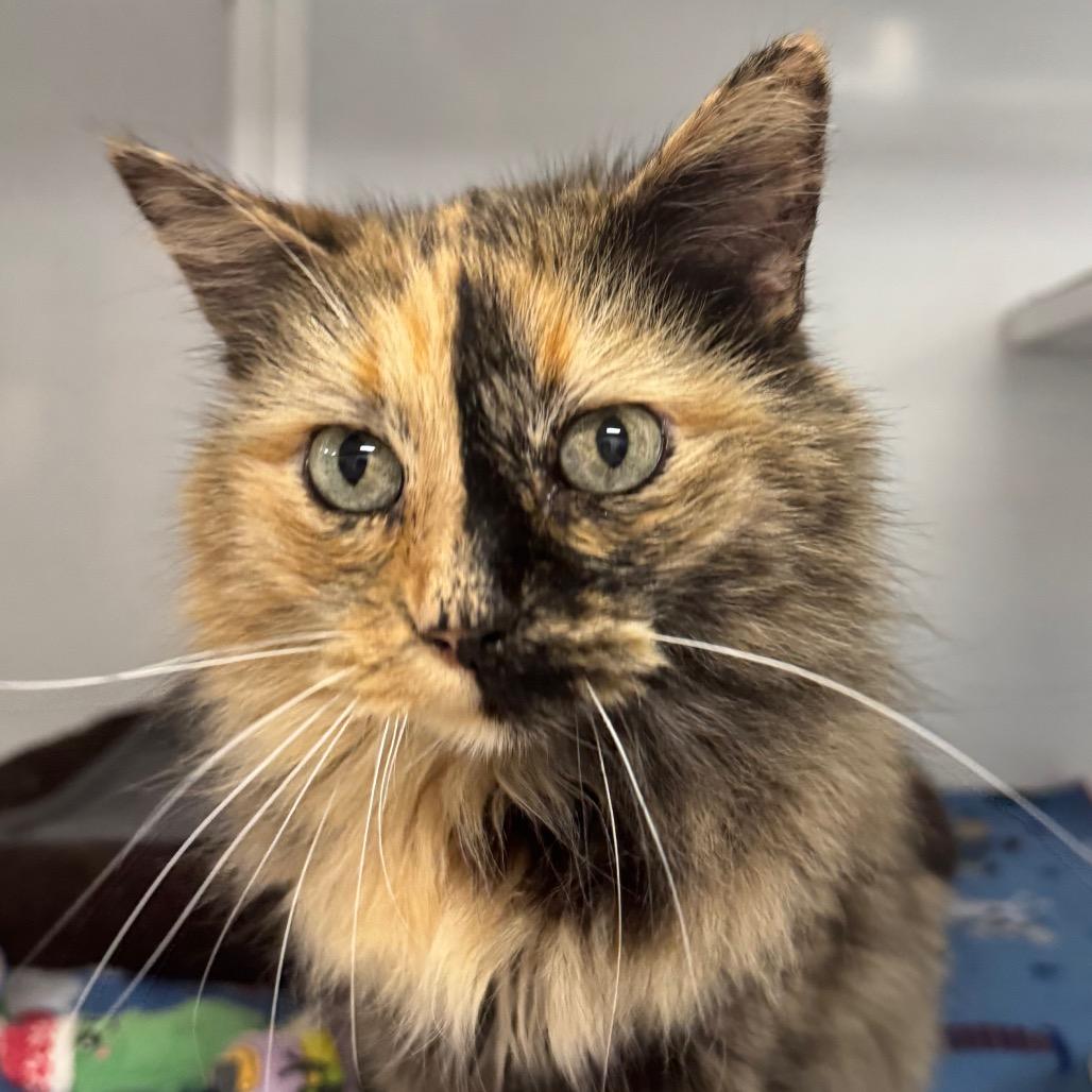 Enlarge Ginny, a Adoptable Domestic Long Hair in Peoria, IL image 1/1
