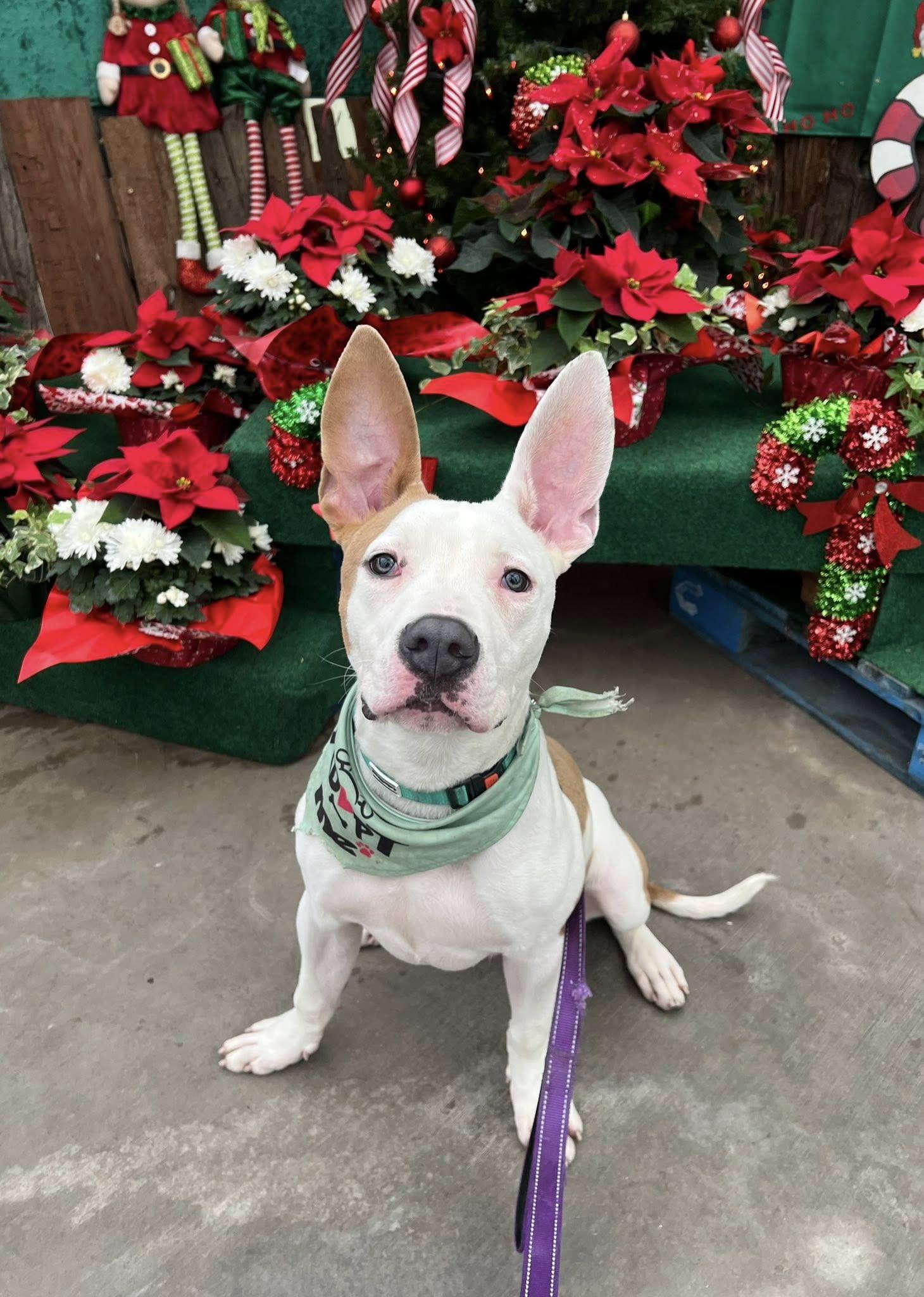 Sammy, ADOPTABLE, Young Male Pit Bull Terrier.