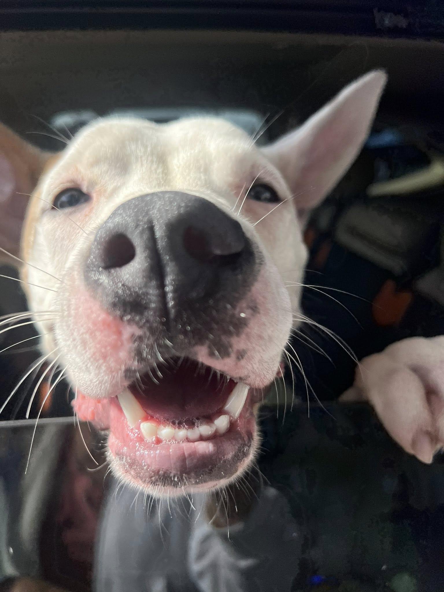 Enlarge Sammy, a ADOPTABLE mixed breed in Manteca, CA image 4/6