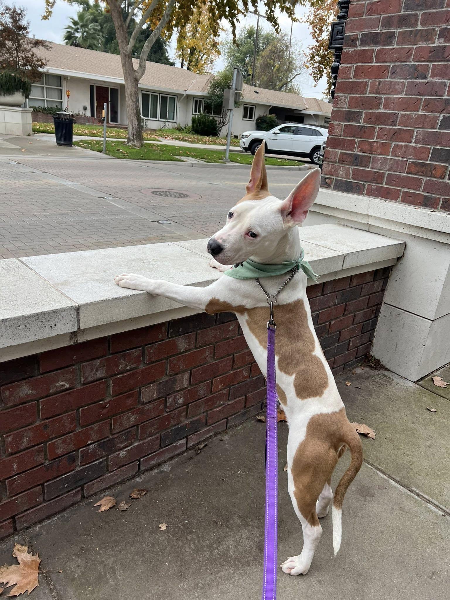 Enlarge Sammy, a ADOPTABLE mixed breed in Manteca, CA image 2/6