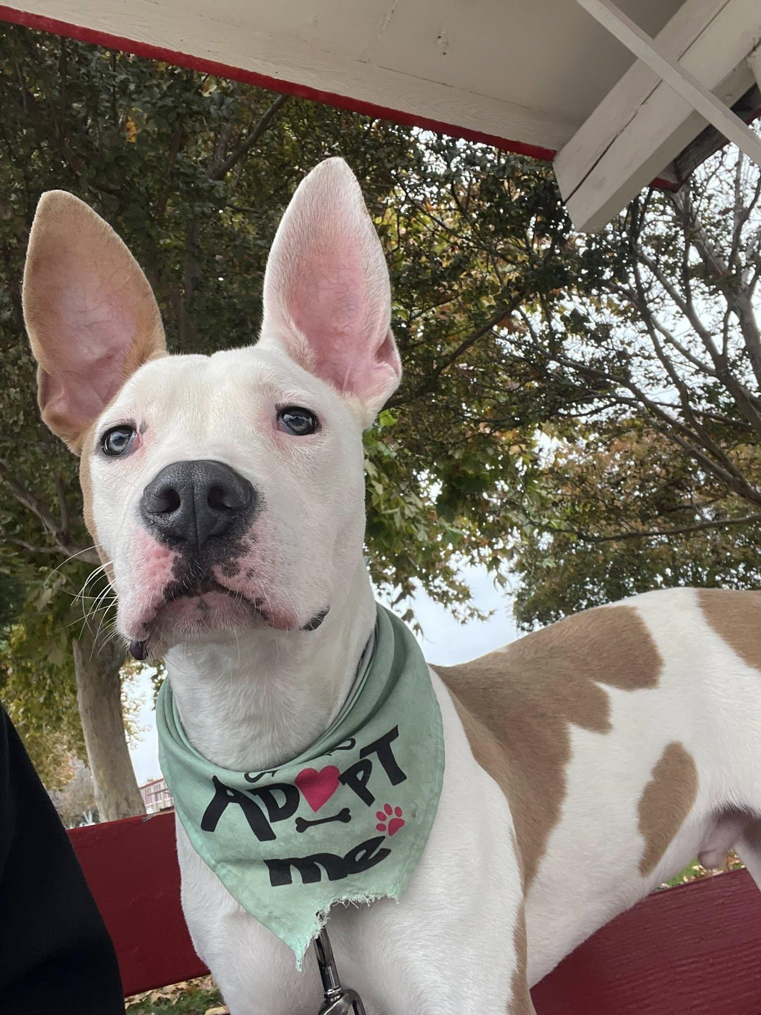 Enlarge Sammy, a ADOPTABLE mixed breed in Manteca, CA image 5/6