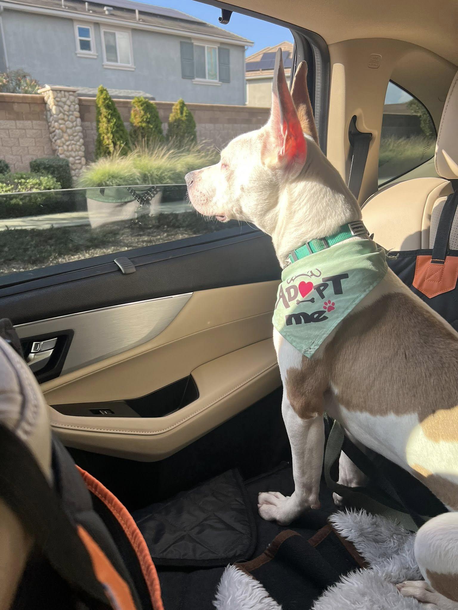 Enlarge Sammy, a ADOPTABLE mixed breed in Manteca, CA image 6/6