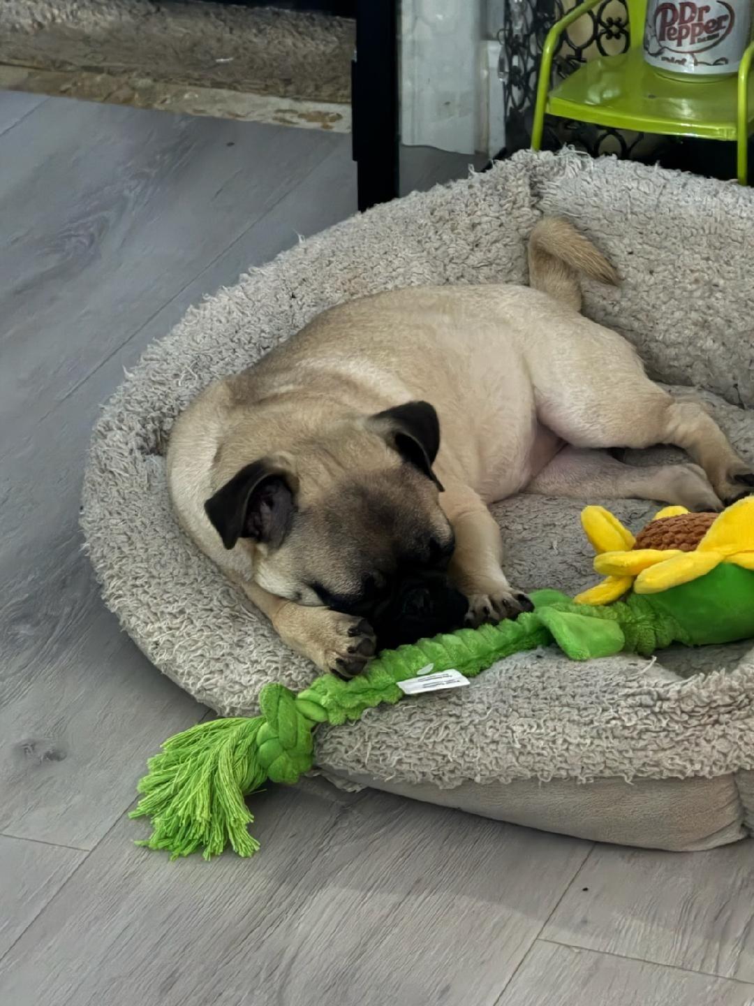 Dulce, an adopted Pug in Luling, TX image 2/4