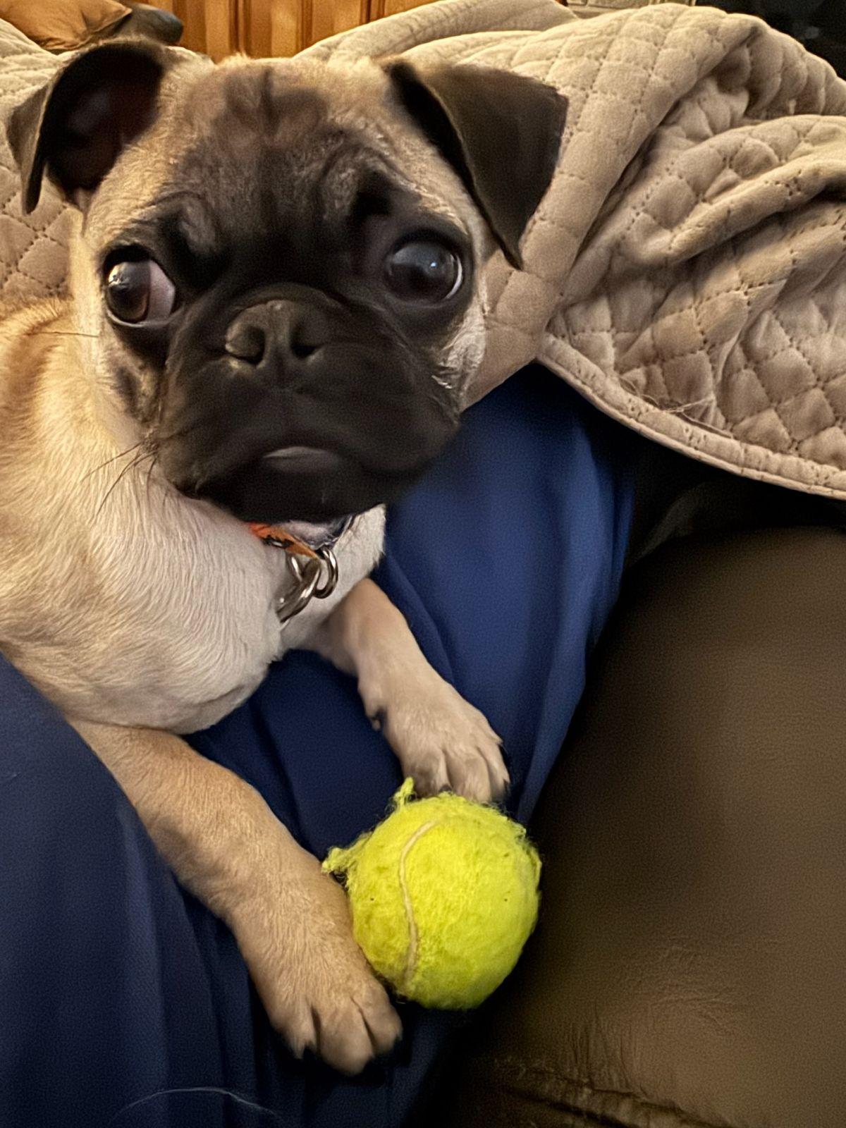 Dulce, an adopted Pug in Luling, TX image 1/4