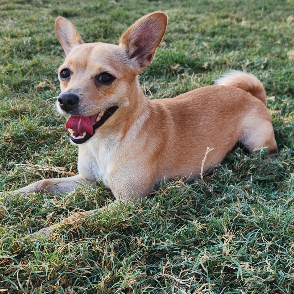 Cardi, an adopted mixed breed in Albany, NY image 2/6