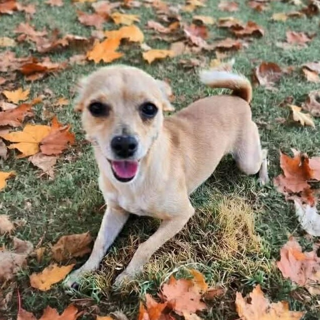 Cardi, adopted, Young Female Chihuahua.