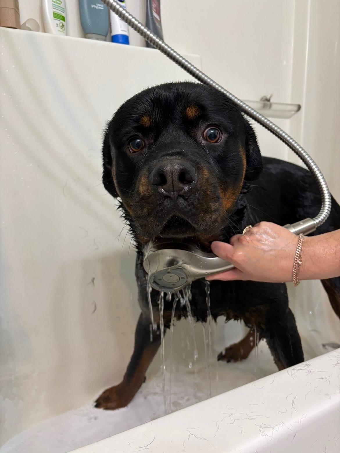 Pork-Chop, ADOPTABLE, Young Male Rottweiler.