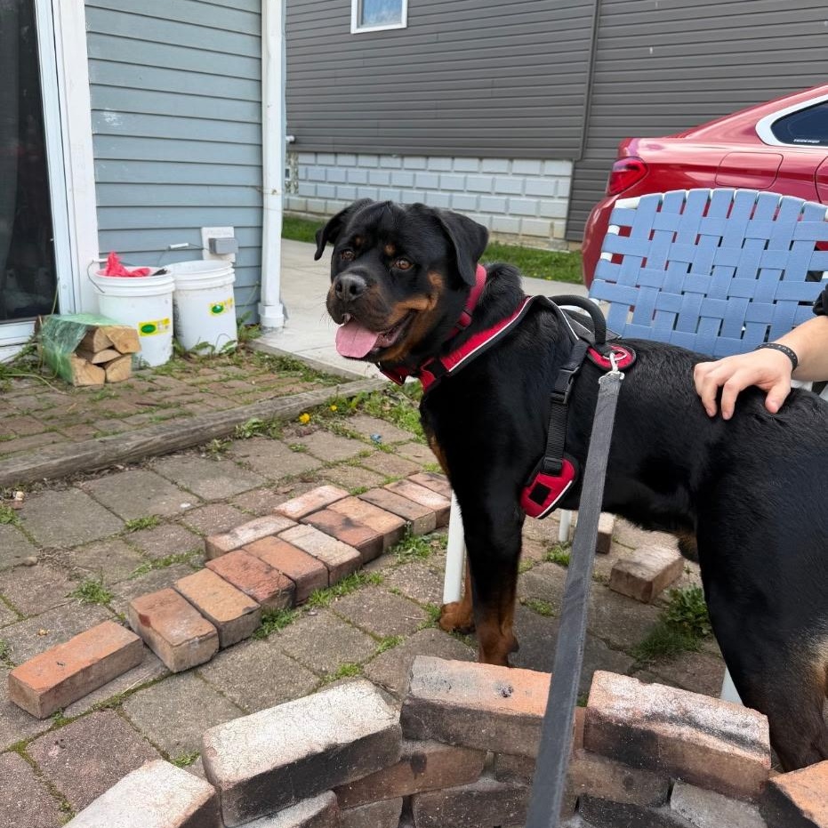 Pork-Chop, a ADOPTABLE Rottweiler in Lyndhurst, OH image 2/2