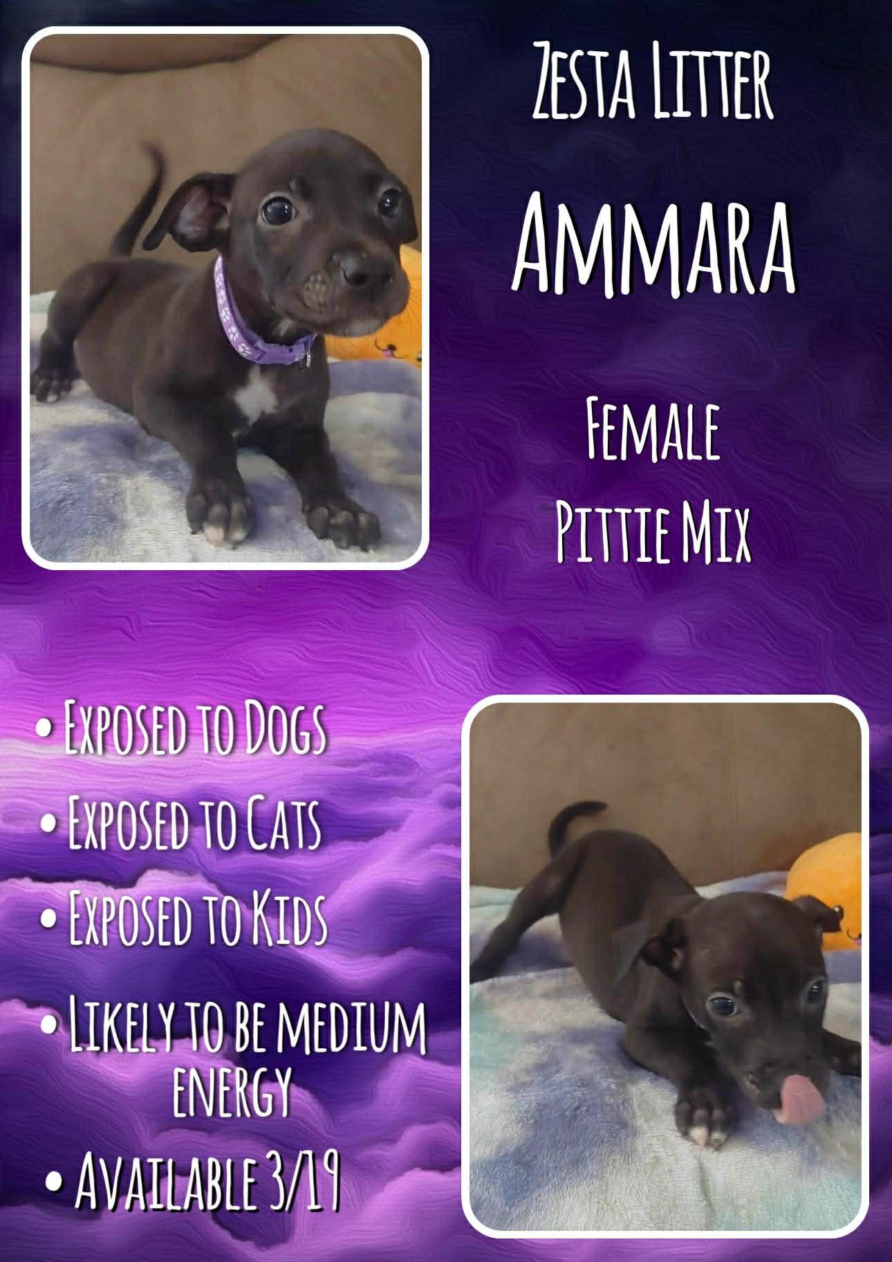 Enlarge Ammara - Zesta, a Adoptable Pit Bull Terrier in Jacksonville, NC image 1/1