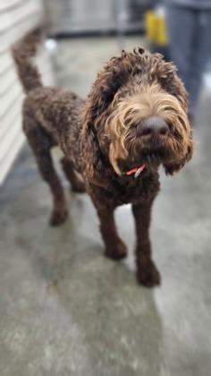 Buddy
