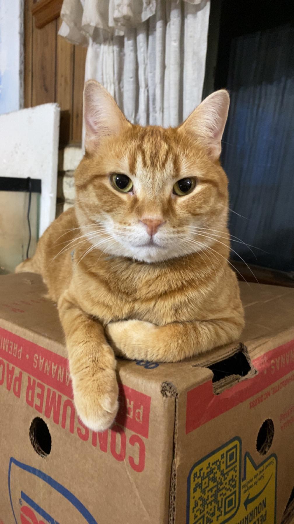 Icarus, a Adoptable mixed breed in Brainerd, MN image 1/8