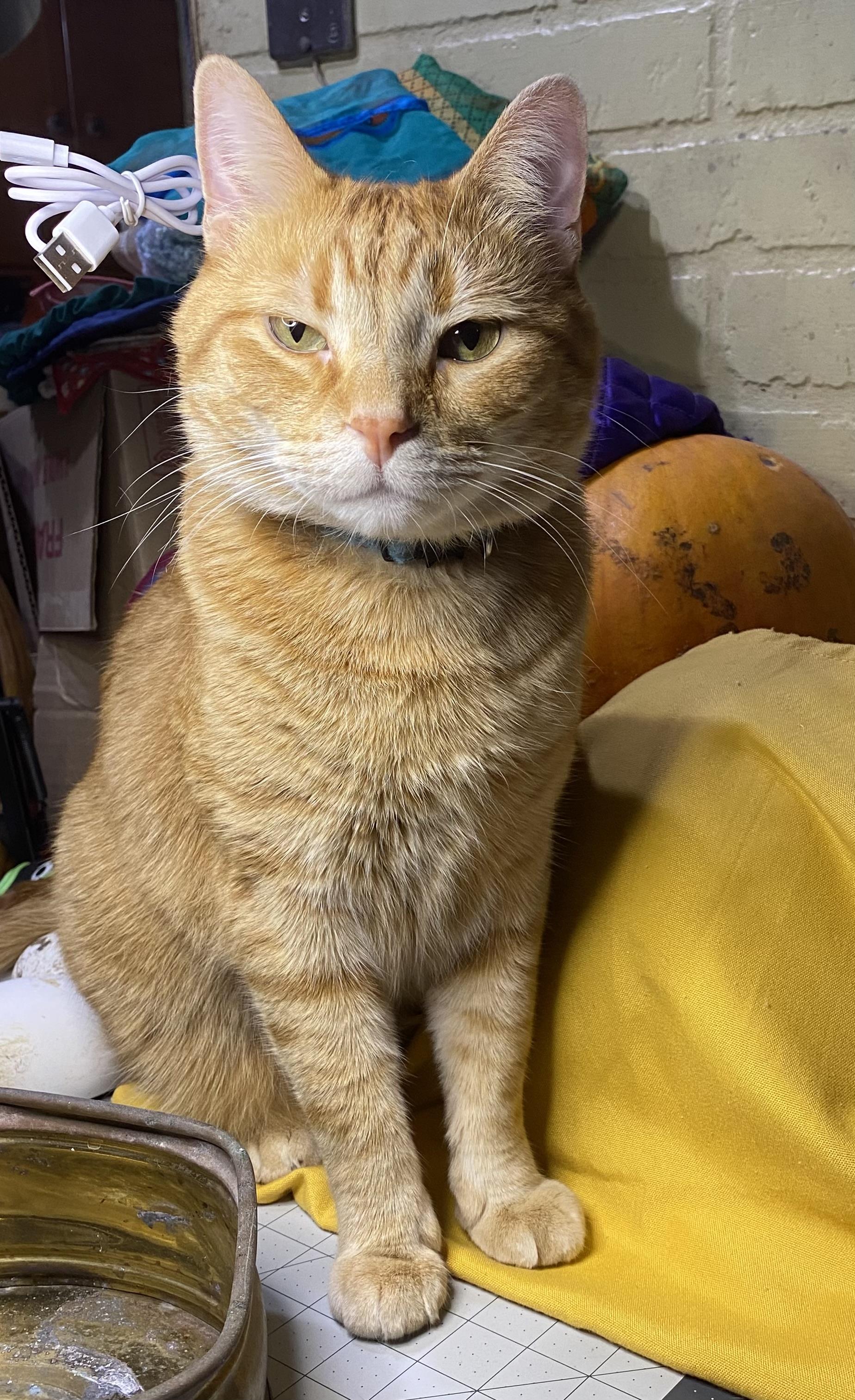 Icarus, a Adoptable mixed breed in Brainerd, MN image 2/8