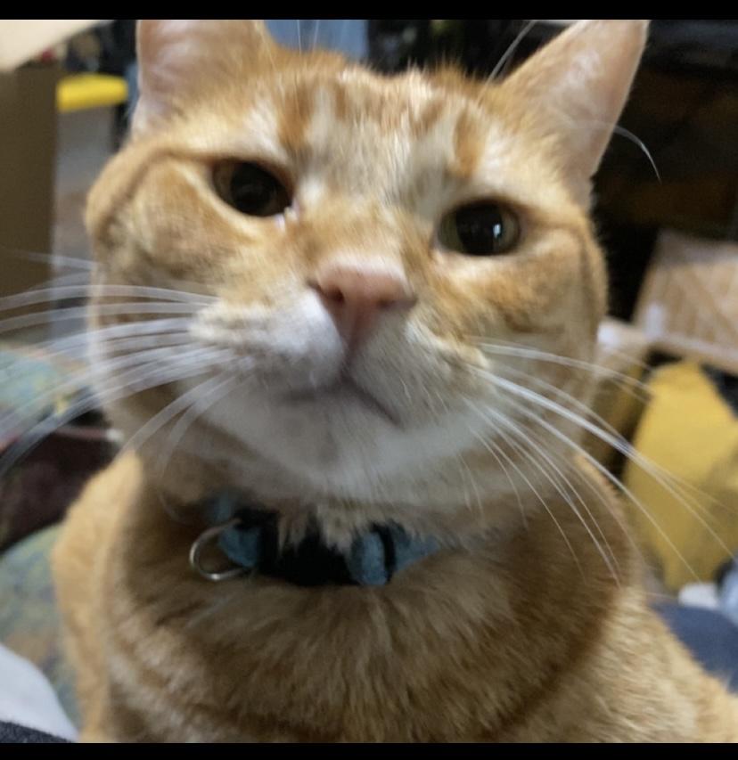 Icarus, a Adoptable mixed breed in Brainerd, MN image 3/8