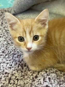Enlarge Pumpkin, a Adoptable mixed breed in Sherwood, AR image 1/1