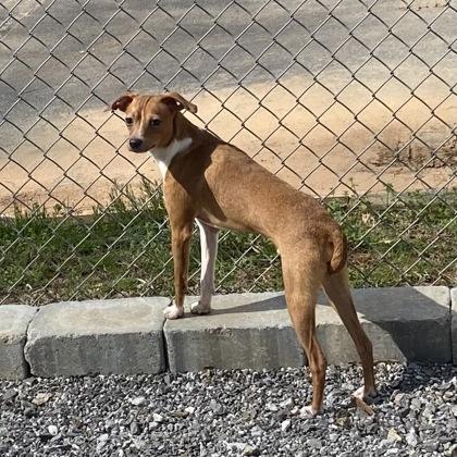 Chip, Adoptable, Young Male Chihuahua & Mixed Breed.