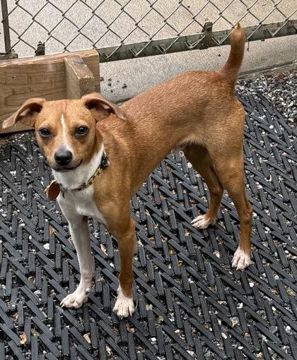Chip, Adoptable, Young Male Chihuahua & Parson Russell Terrier.