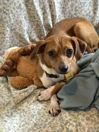 Chip, Adoptable, Young Male Chihuahua & Parson Russell Terrier.