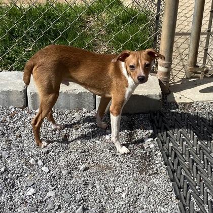 Enlarge Chip, a Adoptable mixed breed in Wilkesboro, NC image 2/3