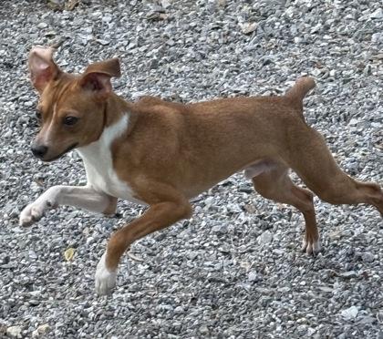 Enlarge Chip, a Adoptable mixed breed in Wilkesboro, NC image 2/3