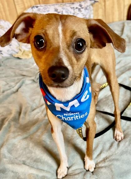 Chip, a Adoptable mixed breed in Wilkesboro, NC image 2/3