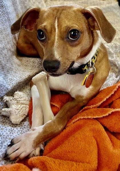 Chip, a Adoptable mixed breed in Wilkesboro, NC image 3/3