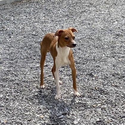 Enlarge Chip, a Adoptable mixed breed in Wilkesboro, NC image 3/3