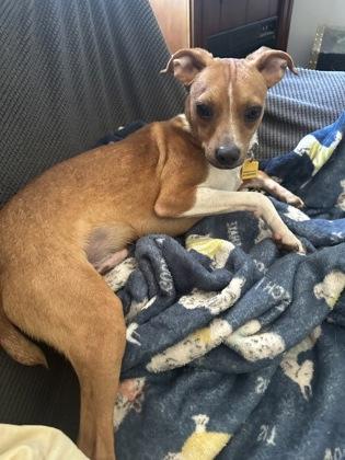 Enlarge Chip, a Adoptable mixed breed in Wilkesboro, NC image 3/3