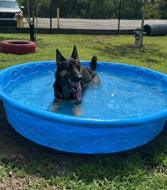 Enlarge ATHENA, a Adoptable German Shepherd Dog in Lynn Haven, FL image 3/3