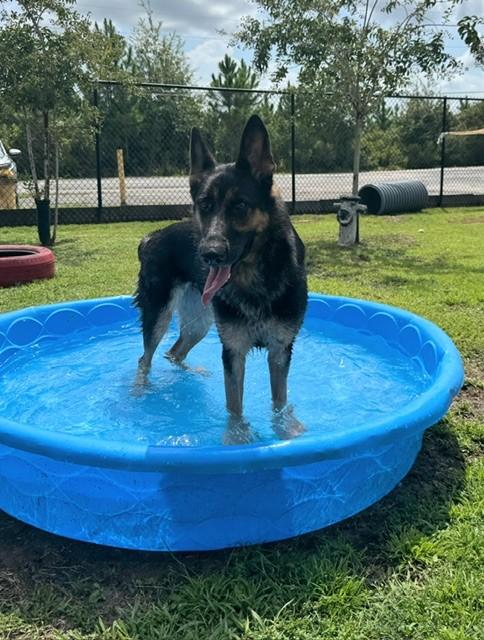 ATHENA, Adoptable, Adult Female German Shepherd Dog.
