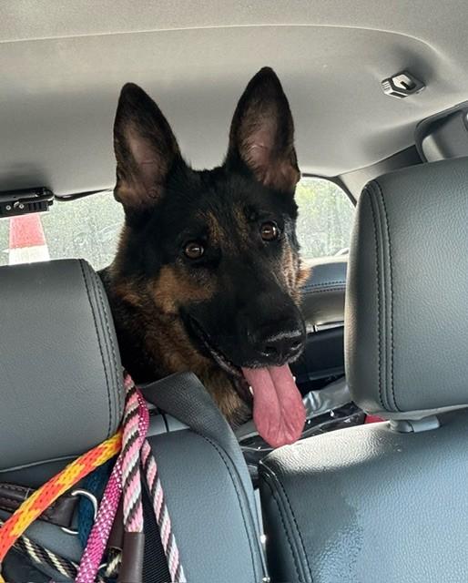 Enlarge ATHENA, a Adoptable German Shepherd Dog in Lynn Haven, FL image 2/3