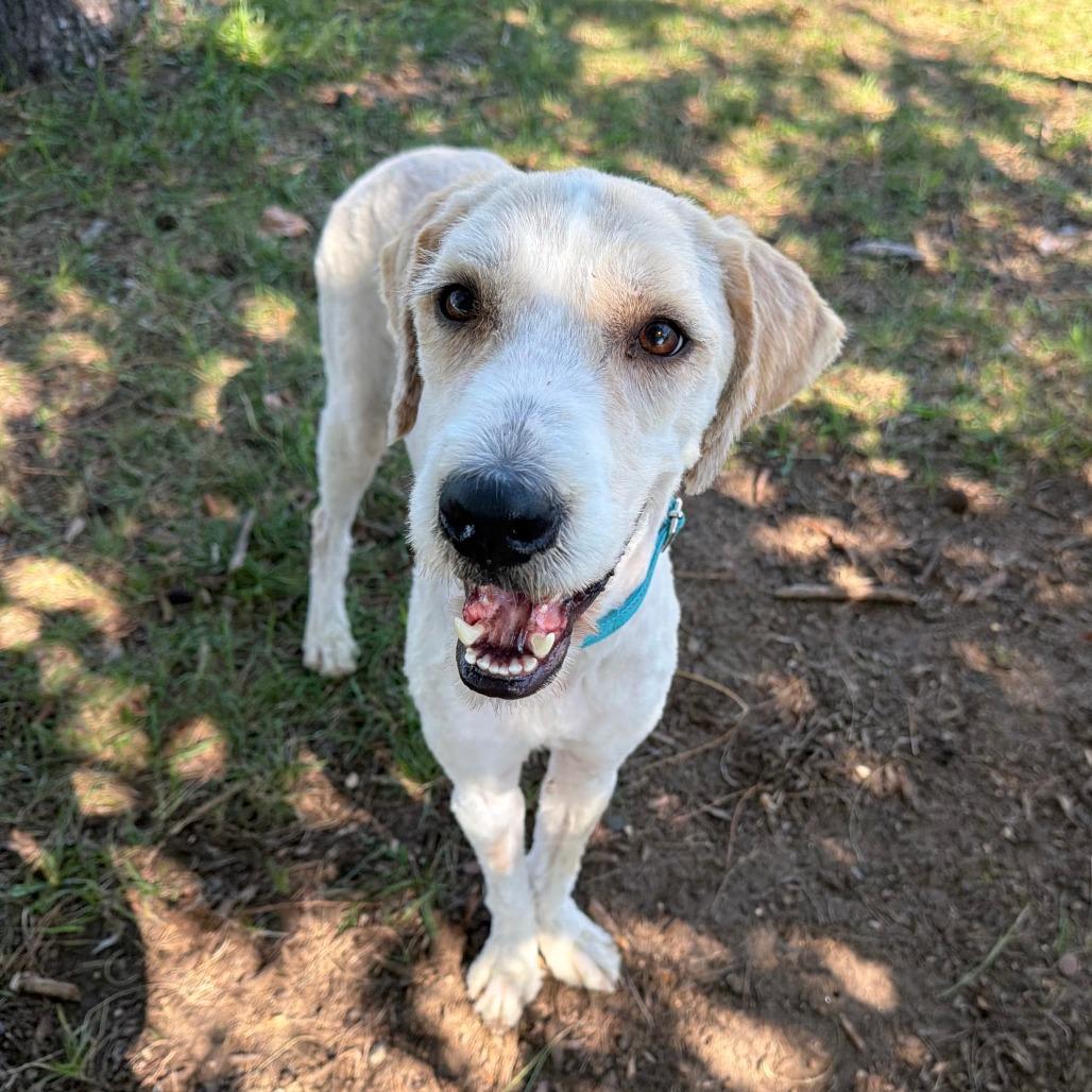 Enlarge Koda, a Adoptable mixed breed in Wadena, MN image 2/6