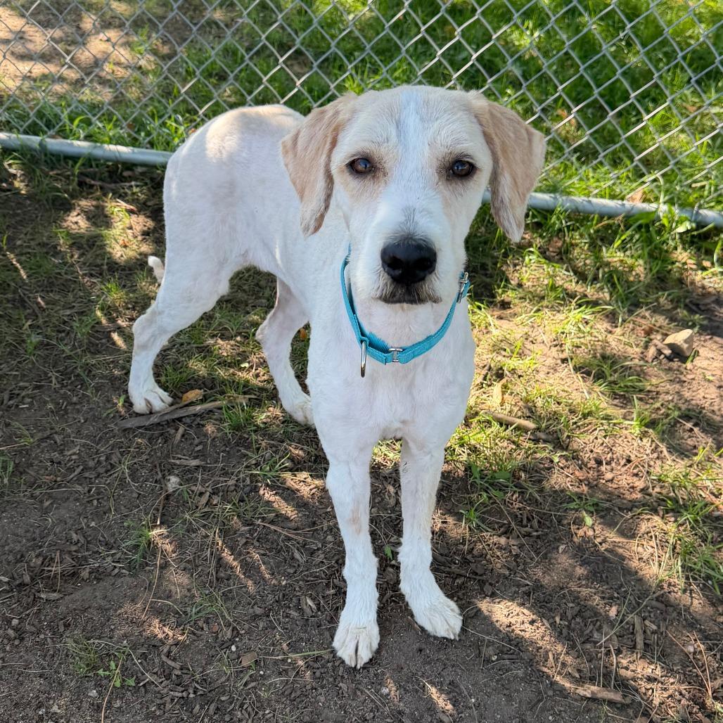 Enlarge Koda, a Adoptable mixed breed in Wadena, MN image 3/6