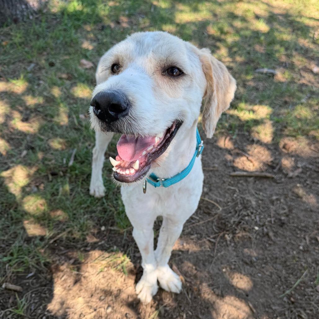 Enlarge Koda, a Adoptable mixed breed in Wadena, MN image 4/6