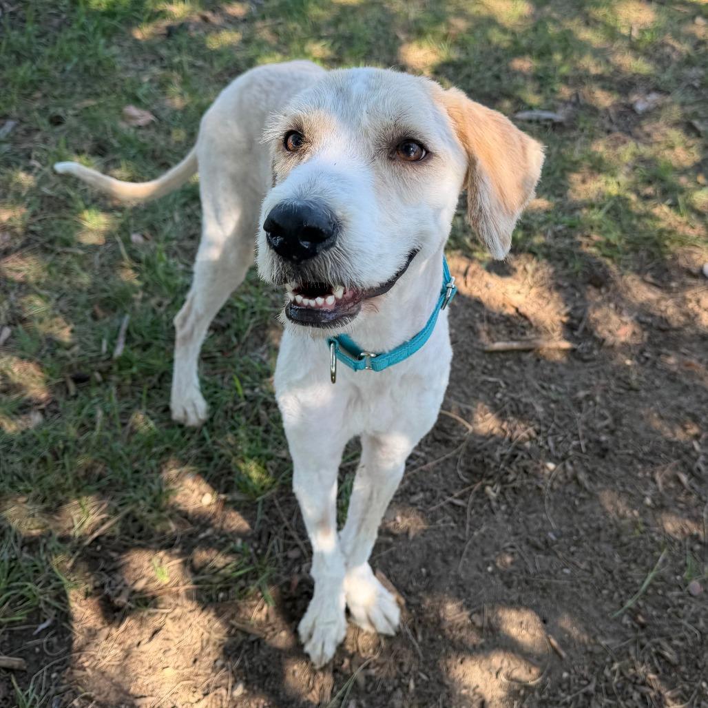 Enlarge Koda, a Adoptable mixed breed in Wadena, MN image 5/6