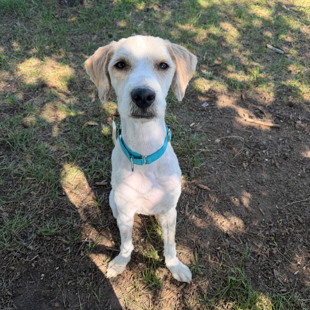 Enlarge Koda, a Adoptable mixed breed in Wadena, MN image 6/6