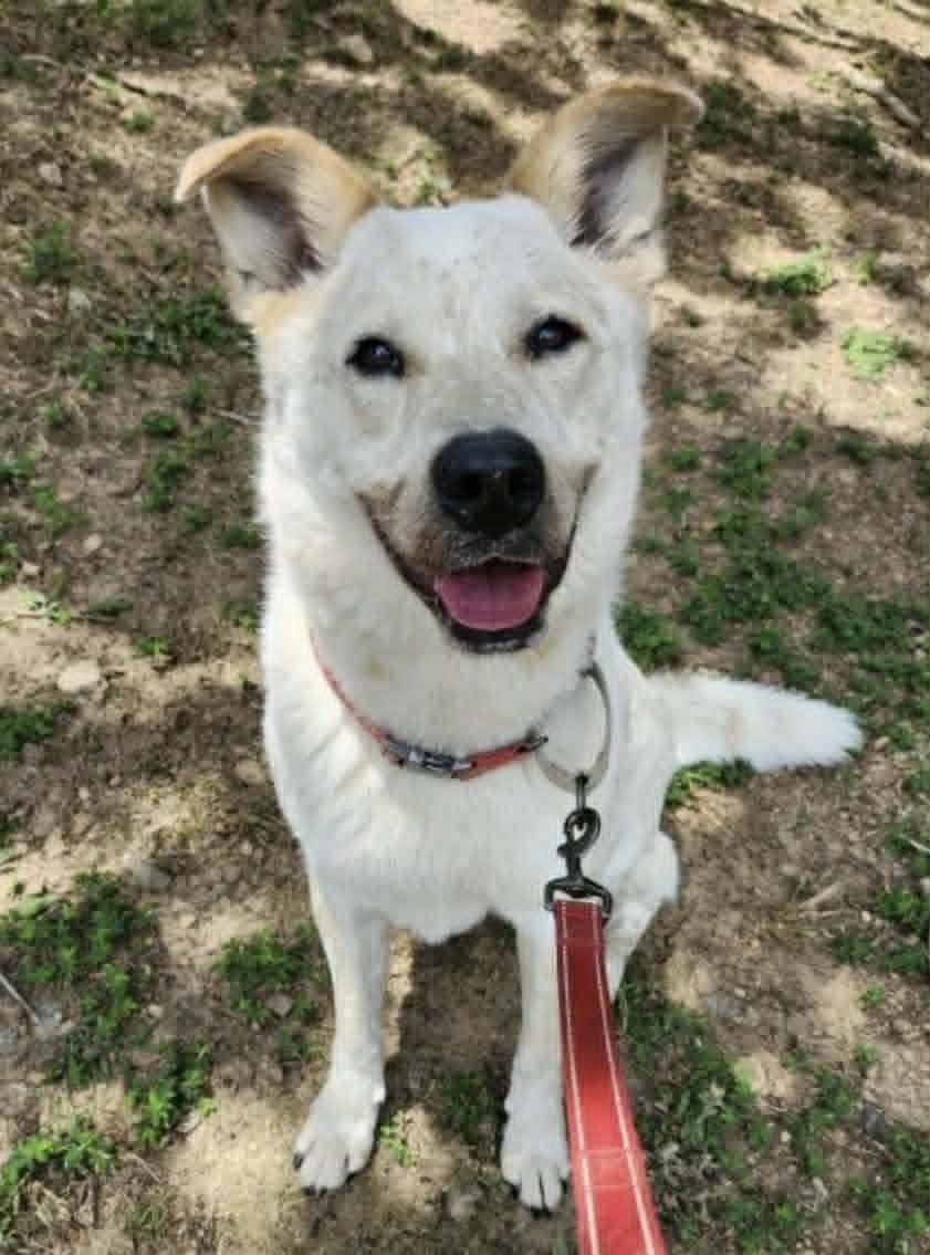 Levi Ahoy, a Adoptable mixed breed in Alpharetta, GA image 1/3