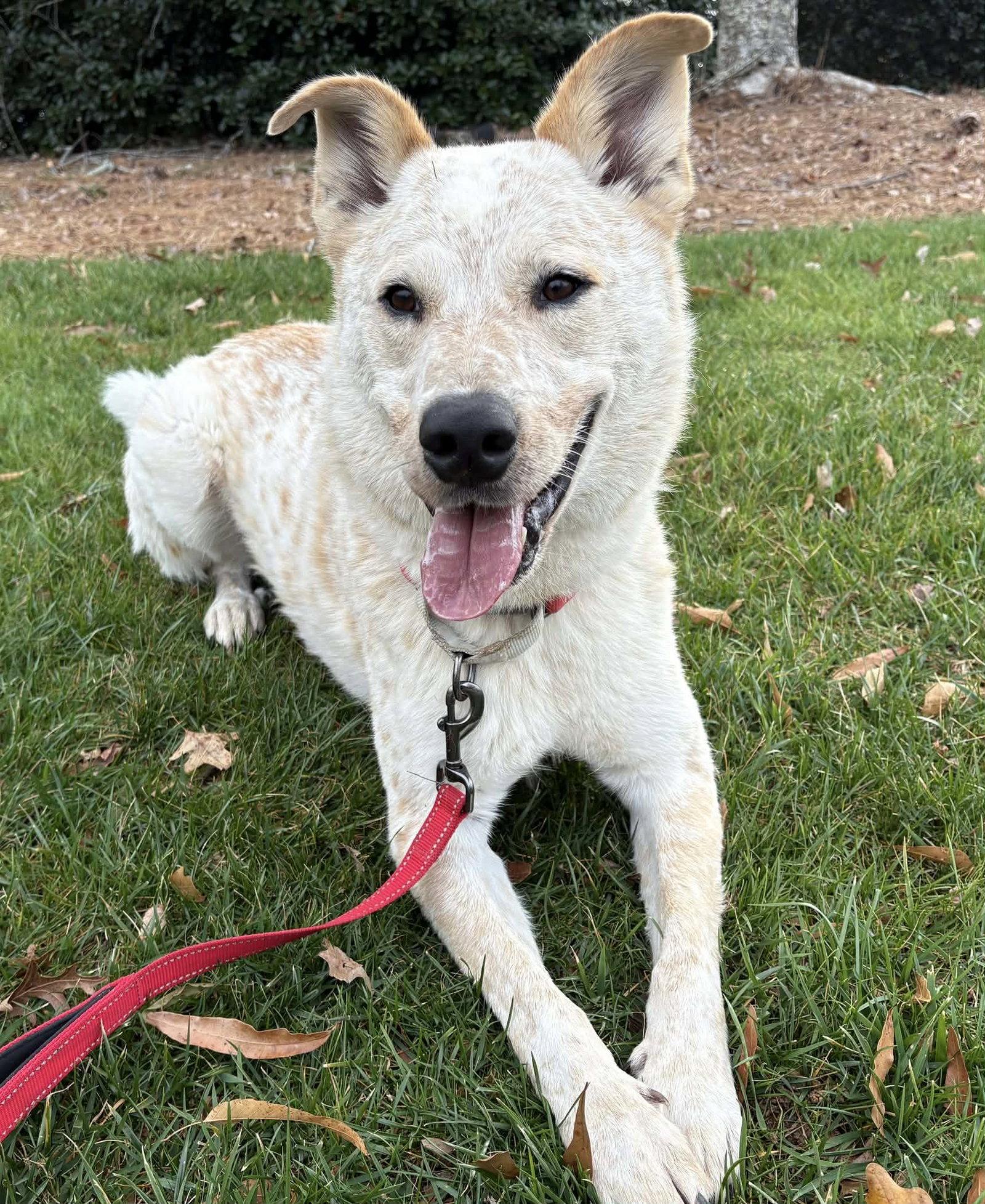 Levi Ahoy, a Adoptable mixed breed in Alpharetta, GA image 2/3