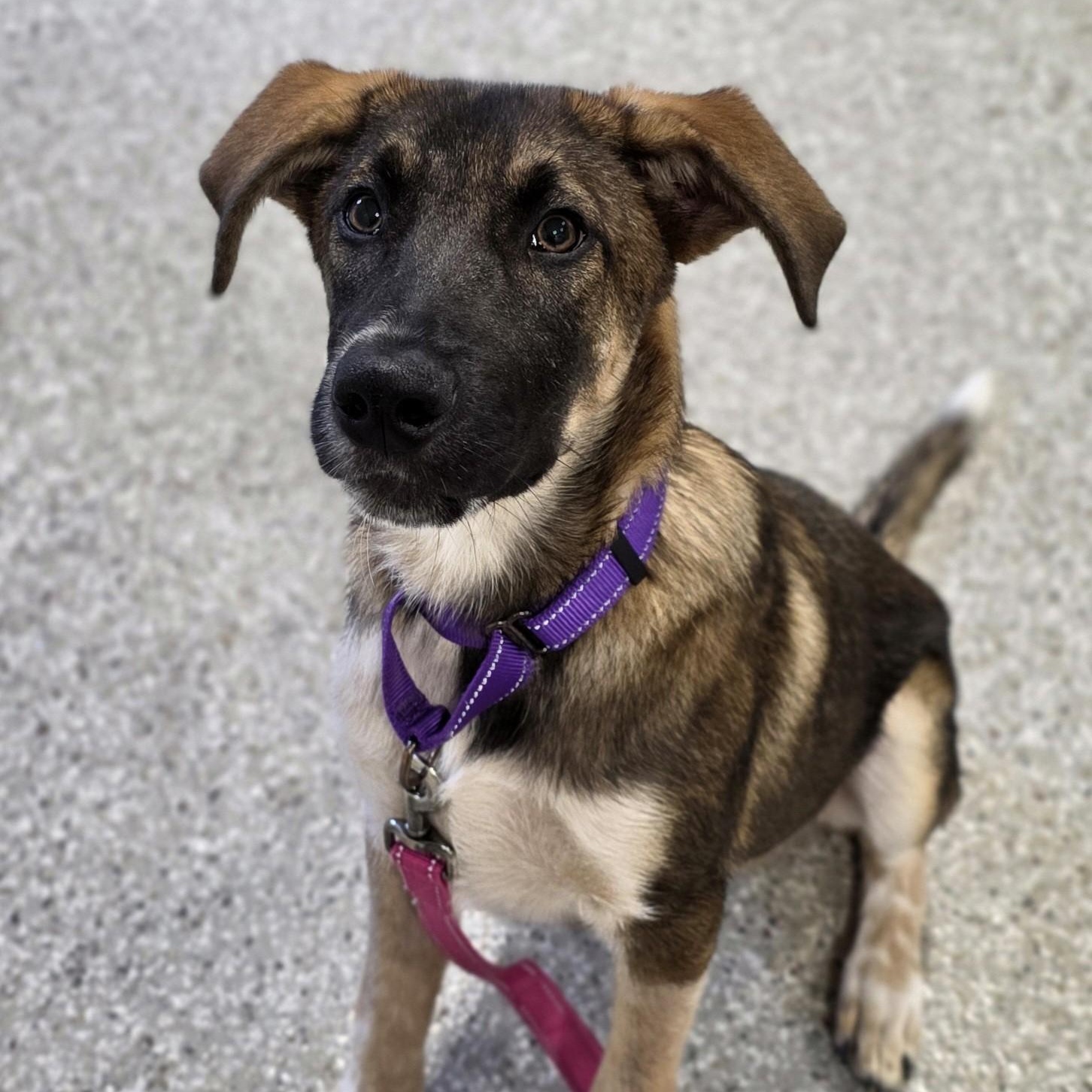 Burnt Toast, ADOPTABLE, Puppy Male Shepherd & Hound.