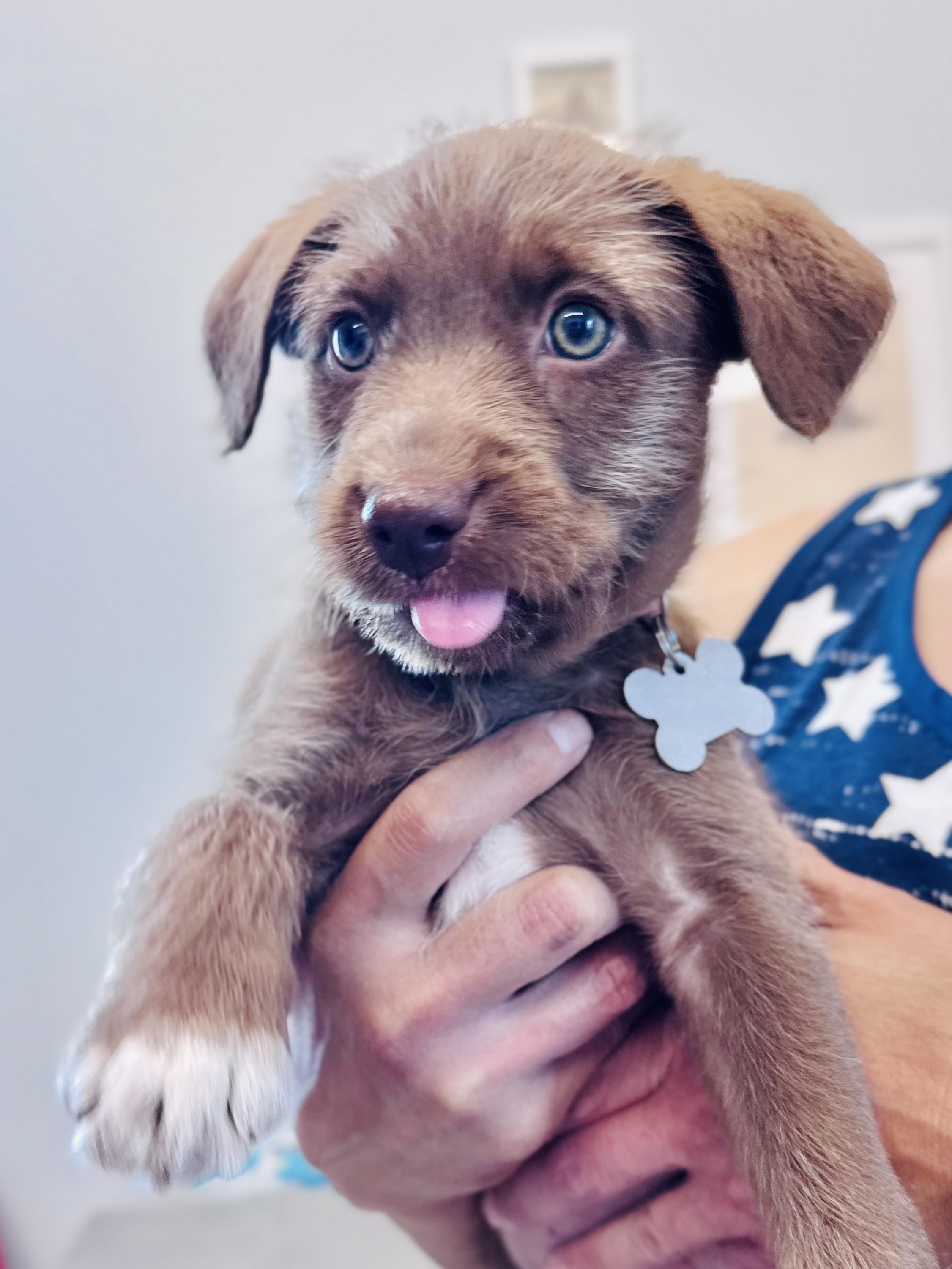 Enlarge Rosalba, an adopted mixed breed in Palatine, IL image 2/6