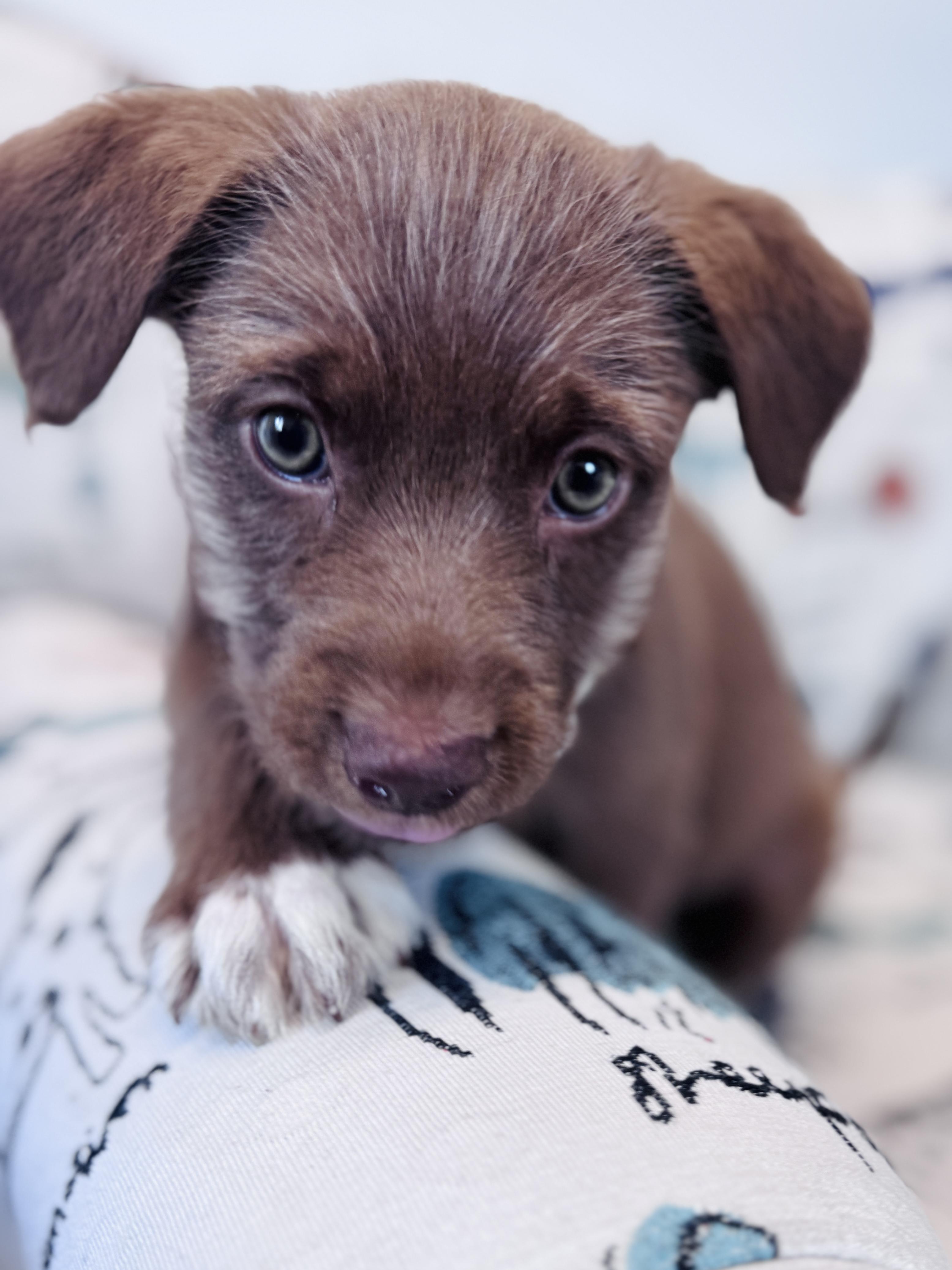 Enlarge Rosalba, an adopted mixed breed in Palatine, IL image 6/6