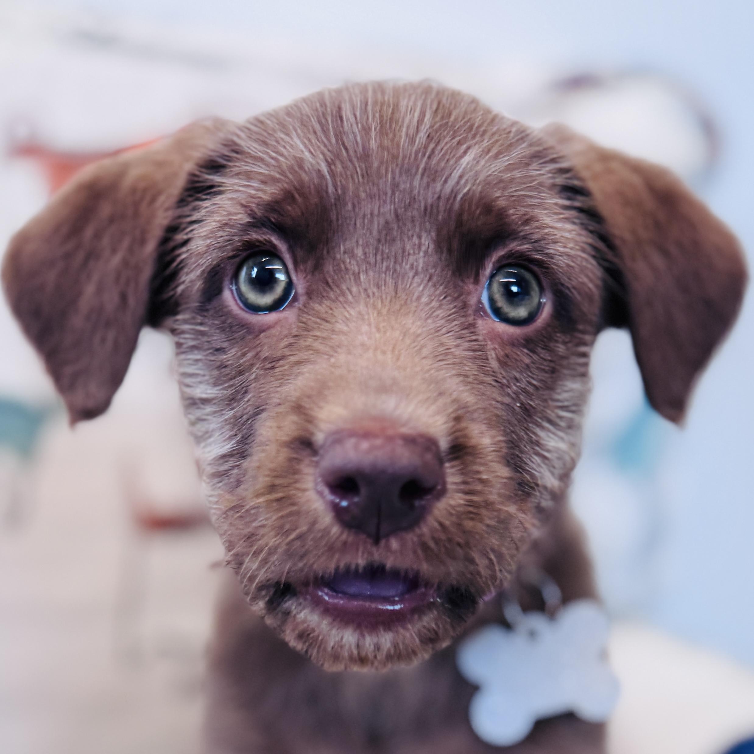 Enlarge Rosalba, an adopted mixed breed in Palatine, IL image 1/6