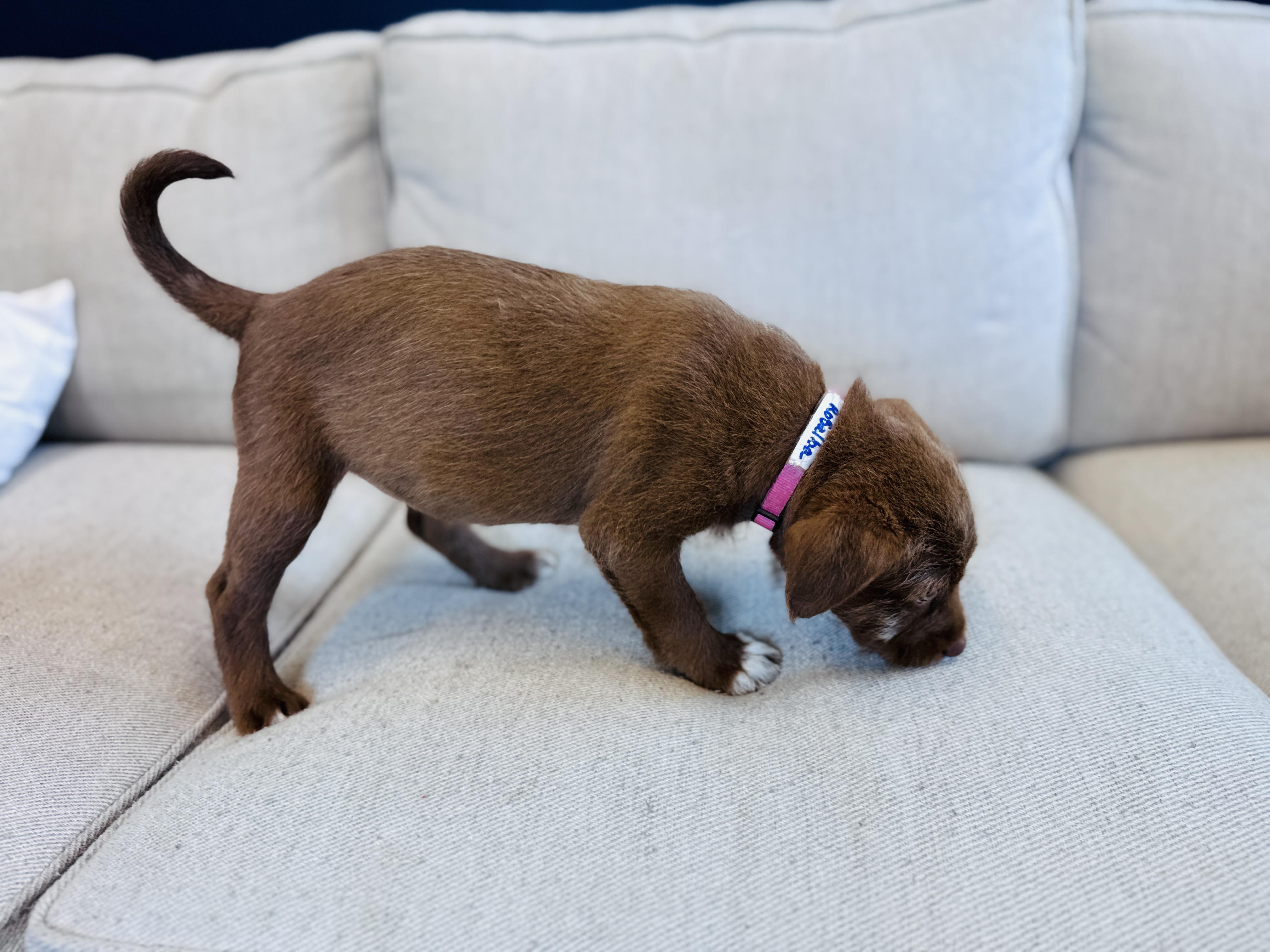 Enlarge Rosalba, an adopted mixed breed in Palatine, IL image 3/6